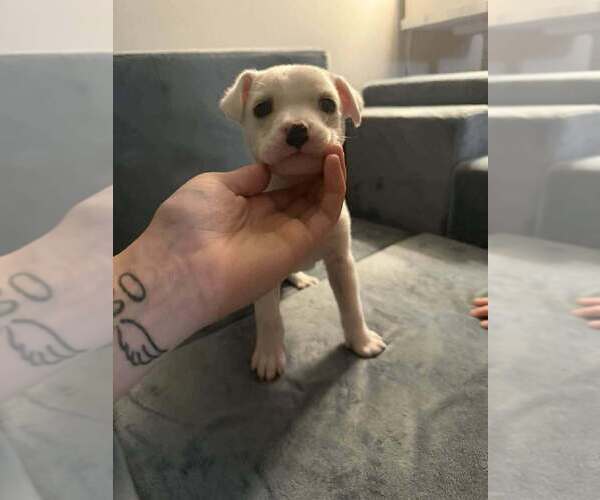 Medium Photo #2 Chihuahua-Unknown Mix Puppy For Sale in New York, NY, USA