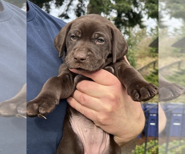 Medium Photo #4 German Shorthaired Lab Puppy For Sale in TACOMA, WA, USA