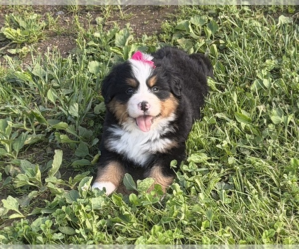 Medium Photo #12 Bernese Mountain Dog Puppy For Sale in ATHENS, WI, USA