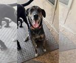 Small Catahoula Leopard Dog