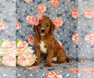 Miniature Labradoodle Puppy for sale in QUARRYVILLE, PA, USA