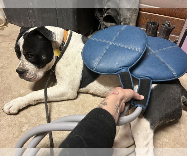 Medium Photo #5 American Pit Bull Terrier-Bulldog Mix Puppy For Sale in Chandler, AZ, USA