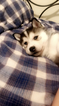 Small Photo #9 Siberian Husky Puppy For Sale in CLEVELAND, OH, USA