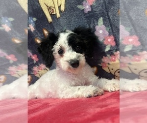 Poodle (Toy) Puppy for Sale in BEECH GROVE, Indiana USA