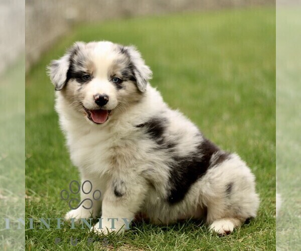 Medium Photo #2 Australian Shepherd Puppy For Sale in LANCASTER, PA, USA