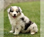 Small #1 Australian Shepherd