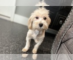 Small #8 Maltipoo