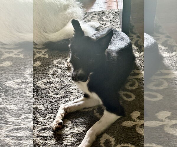 Medium Photo #5 Border Collie-Unknown Mix Puppy For Sale in Doylestown, PA, USA