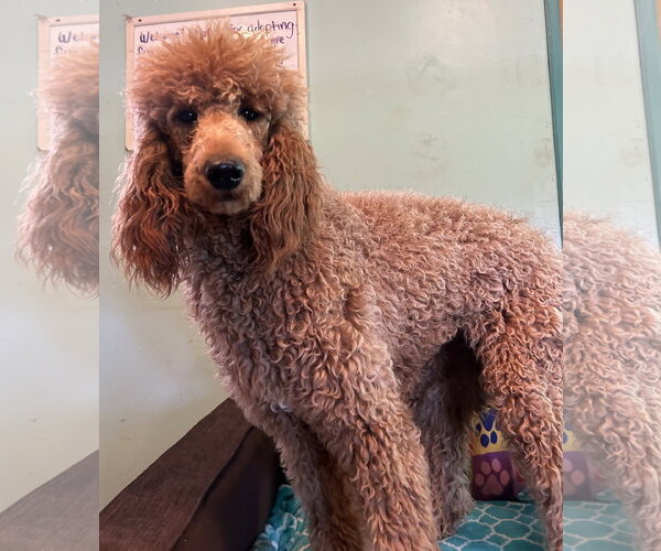 Medium Photo #5 Poodle (Standard) Puppy For Sale in Pacolet, SC, USA