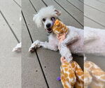 Small #2 Poodle (Miniature)