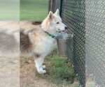 Small #2 German Shepherd Dog-Siberian Husky Mix