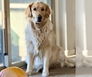 Mother of the Goldendoodle puppies born on 10/18/2025