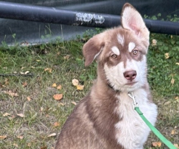Medium Photo #2 Alaskan Malamute-German Shepherd Dog Mix Puppy For Sale in ANCHORAGE, AK, USA