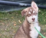 Litter of 10 - Male(s) and Female(s) Alaskan Malamute-German Shepherd Dog MixLitter of Puppies for Sale - Photo #2