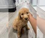 Small Photo #3 Goldendoodle Puppy For Sale in NEWARK, NJ, USA