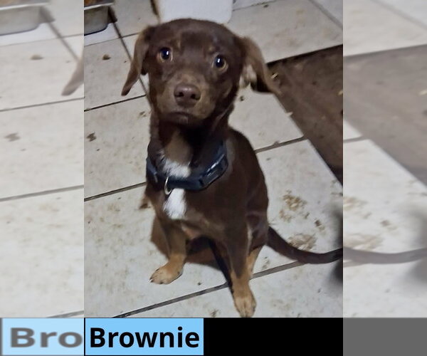 Medium Photo #10 Chihuahua-Unknown Mix Puppy For Sale in Oak Bluffs, MA, USA
