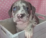Small American Bully