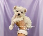 Small Maltese
