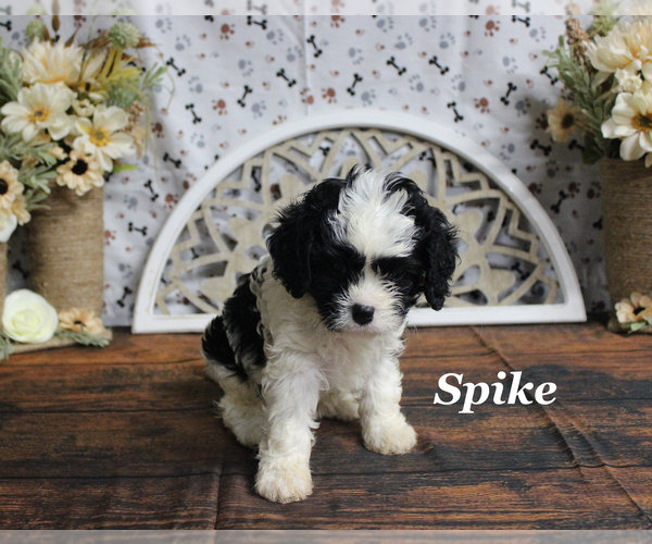 Medium Photo #3 Cavapoo Puppy For Sale in CHANUTE, KS, USA