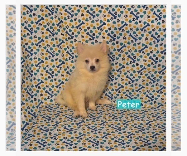 Medium Photo #2 Pomimo Puppy For Sale in CLARKSVILLE, TN, USA