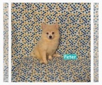 Litter of 3 - Male PomimoLitter of Puppies for Sale - Photo #2