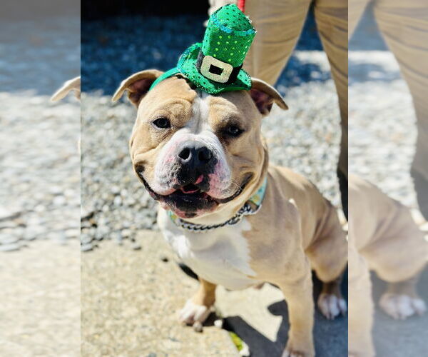 Medium Photo #1 Mutt Puppy For Sale in Jackson , NJ, USA