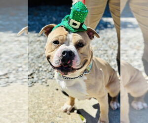 Mutt Dogs for adoption in Jackson , NJ, USA