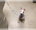 DAWSON - Male Mutt Dog for Adoption - Small photo