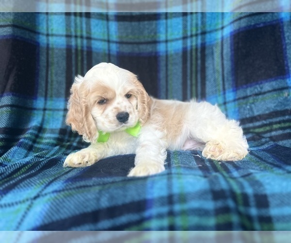 Medium Photo #4 Cocker Spaniel Puppy For Sale in LAKELAND, FL, USA