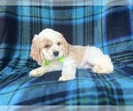 Small #3 Cocker Spaniel