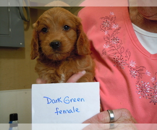Medium Photo #7 Goldendoodle (Miniature) Puppy For Sale in ALLIANCE, NE, USA