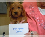 Small Photo #7 Goldendoodle (Miniature) Puppy For Sale in ALLIANCE, NE, USA