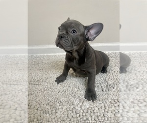 French Bulldog Puppy for sale in CHARLESTON, SC, USA