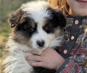 Medium Miniature American Shepherd