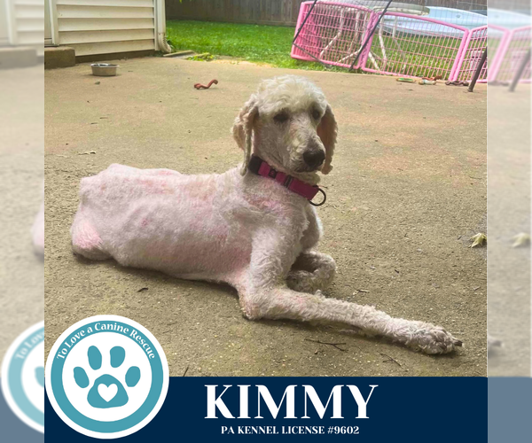 Medium Photo #2 Poodle (Standard) Puppy For Sale in Kimberton, PA, USA