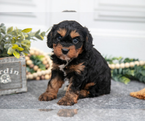 Medium Cavapoo