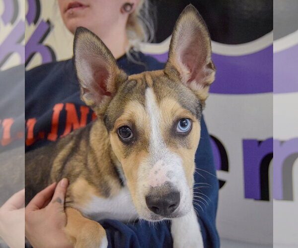 Medium Photo #2 Gerberian Shepsky Puppy For Sale in Huntley, IL, USA