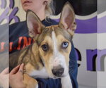 Small #1 Gerberian Shepsky