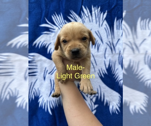 Medium Photo #4 Labrador Retriever Puppy For Sale in GREENVILLE, SC, USA