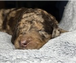 Small #1 Goldendoodle