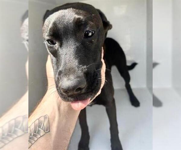 Medium Photo #2 American Pit Bull Terrier-Unknown Mix Puppy For Sale in Houston, TX, USA