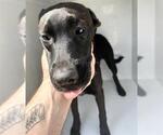 Small #1 American Pit Bull Terrier Mix