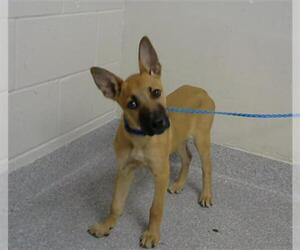 Black Mouth Cur-Unknown Mix Dogs for adoption in Pasadena, TX, USA