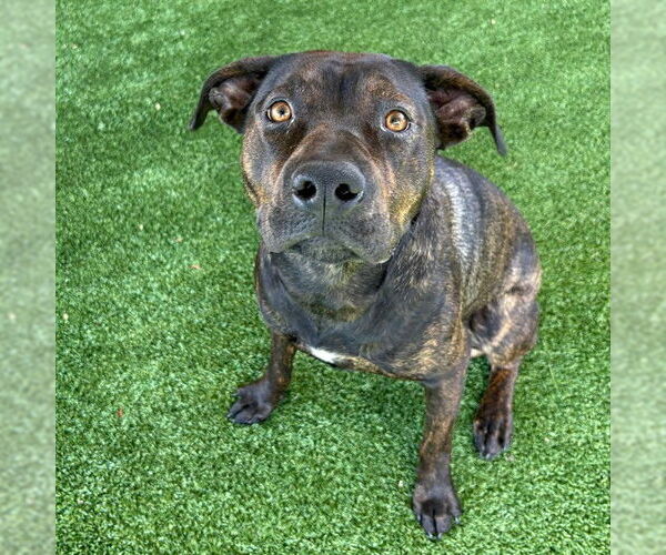 Medium Photo #1 Mutt Puppy For Sale in Murfreesboro, TN, USA