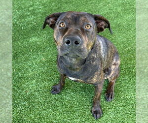 Mutt Dogs for adoption in Murfreesboro, TN, USA