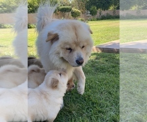Father of the Chow Chow puppies born on 07/05/2022
