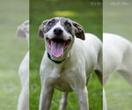 Small #1 American Bulldog-Whippet Mix