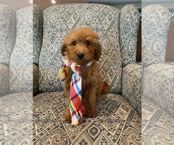 Medium Photo #1 Poodle (Toy) Puppy For Sale in LANSDALE, PA, USA