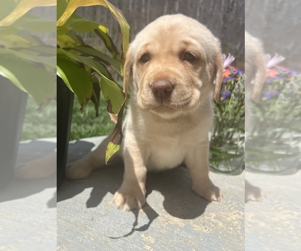 Medium Photo #1 Labrador Retriever Puppy For Sale in NEOLA, WV, USA