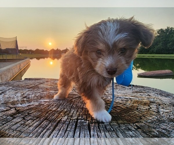 Medium Photo #1 Miniature Australian Shepherd-Poodle (Toy) Mix Puppy For Sale in JONES, OK, USA